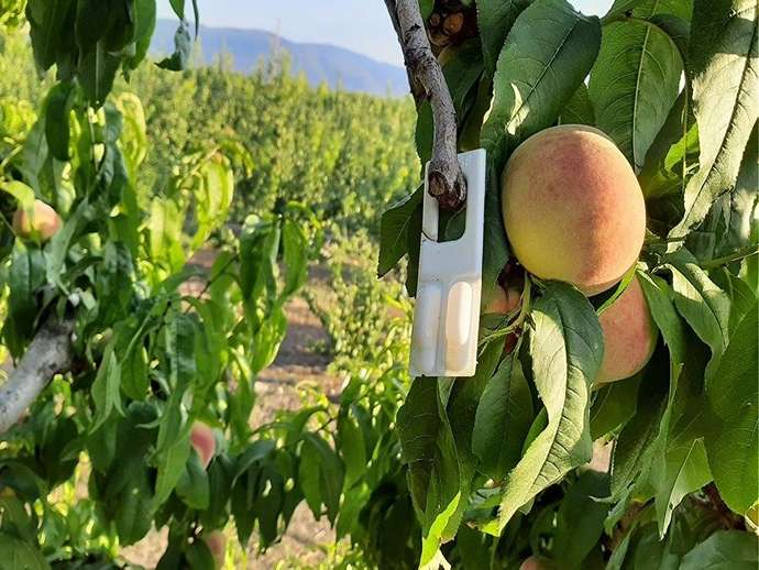 Φερομόνες παρεμπόδισης σύζευξης